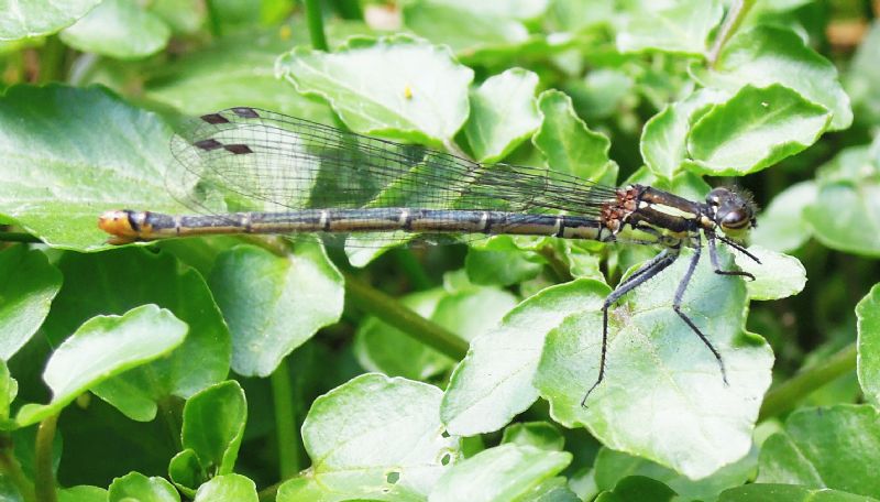 Pyrrhosoma nymphula (f. melanotum) femmina - Apricale (IM)